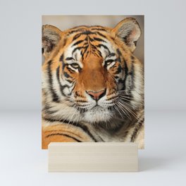 Close up portrait of a tiger Mini Art Print