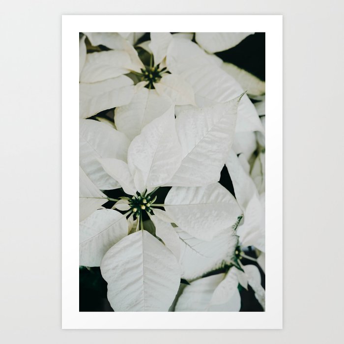 White Poinsettia Flowers - Elegant Christmas Flower photography by Ingrid Beddoes Art Print