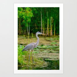 Great Blue Heron at the Lakes Edge Photograph Art Print