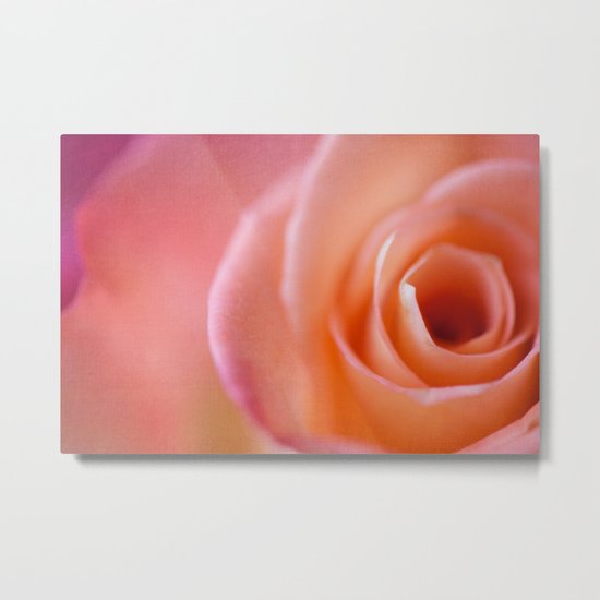 Rose Metal Print