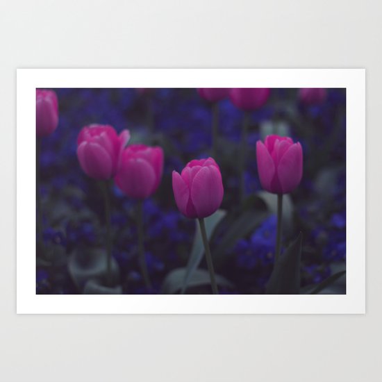 Tulip Art Print