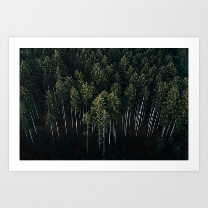 Pines From Above Art Print