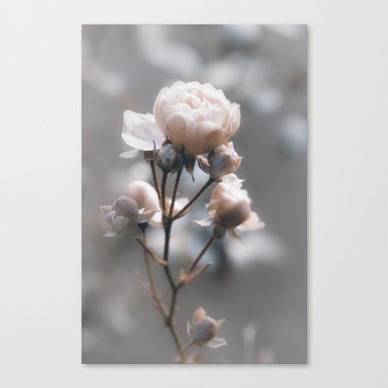 Bokehlicious pink Rose at Backlight - Roses and Flowers Canvas Print
