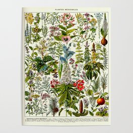 Adolphe Millot Medicinal Plants Vintage Scientific Illustration Larousse Pour tous Encyclopedia Poster