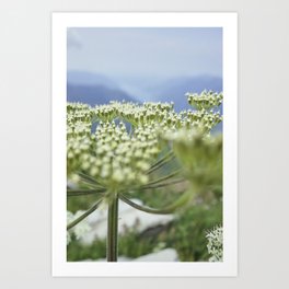 White Flower | Nature Photography #flower #decor #art     Art Print