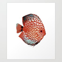 Wall Art Canvas Picture Print Discus fish 3.2