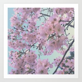 Pink blossoms in the afternoon sun Art Print