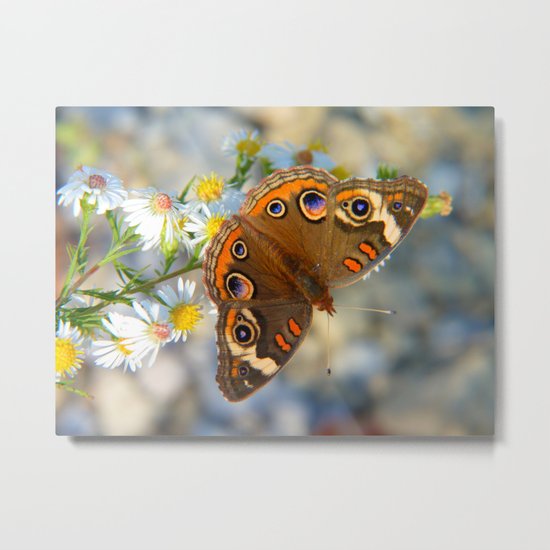 Common Buckeye IV Metal Print