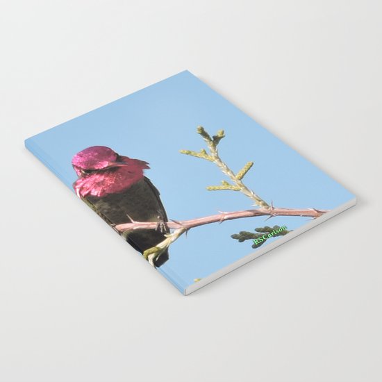 Mr. Anna's Hummingbird in Ideal Light Notebook