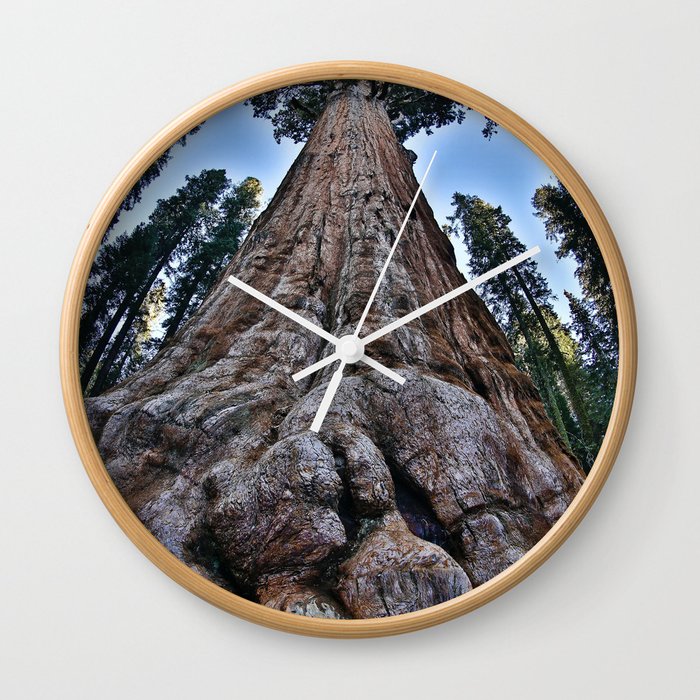 Redwood big; redwoods of California; John Muir woods giant trees nature landscape color photograph / photography Wall Clock