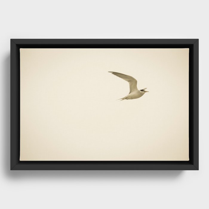Plovers Framed Canvas