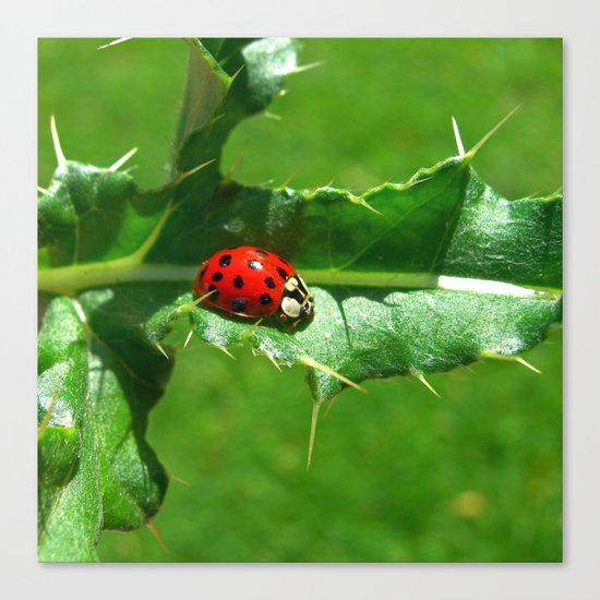 ladybug III Canvas Print