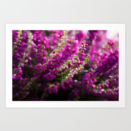 heather Art Print