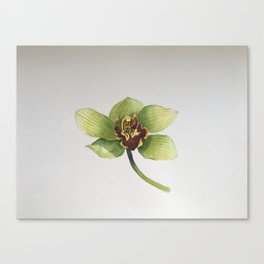 Green Orchidee Orchids Watercolor Botanical  Canvas Print
