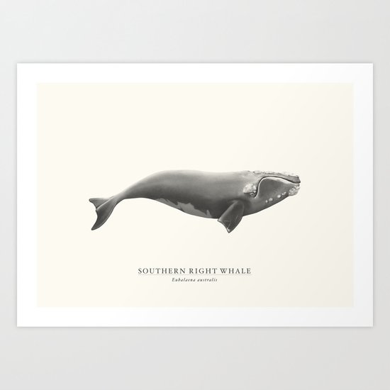 Southern Right Whale Art Print