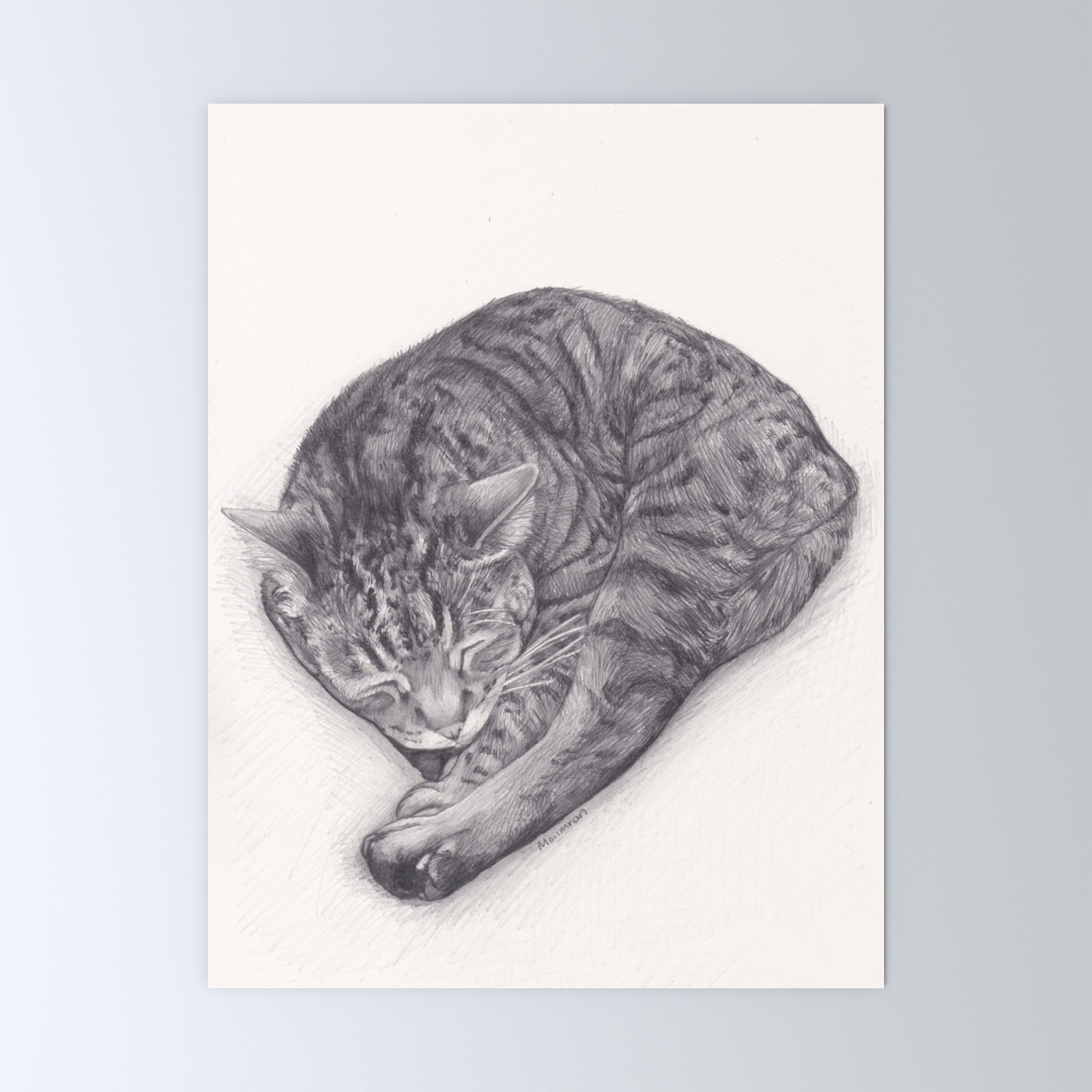 Bengal Cat Sleeping Pencil Pet Drawing Sketch By Artist