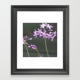 Society Garlic Close Up Photograph Framed Art Print