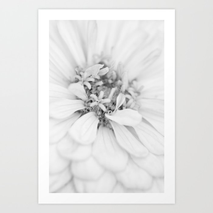 Zinnia Flower Macro High Key Black And White Art Print