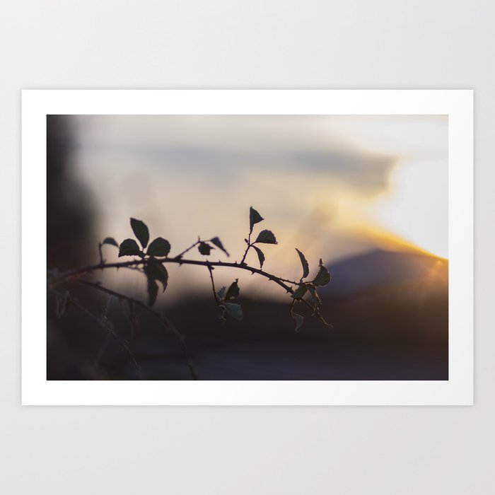First night Art Print | Photography, Sunset, Light, Sun-light, Nature, Tree, Branch, Leaf, Leaves, Sky