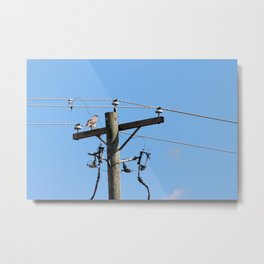 Red Tailed Hawk on Telephone Pole 3 Metal Print | Sky, Power, Cable, Voltage, Lines, Energy, Blue, Bird, Electrical, Raptor 