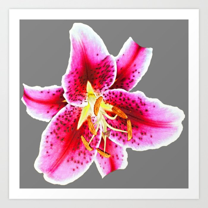 Grey Fuchsia Pink Asiatic Lily Flower Abstract Art Art Print By