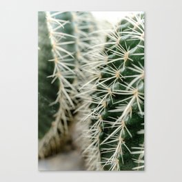 Cuddling cacti - 7 Canvas Print