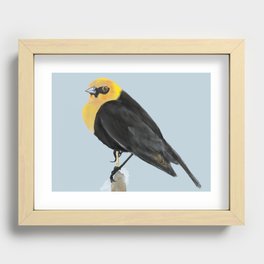 Yellow-headed blackbird. Recessed Framed Print