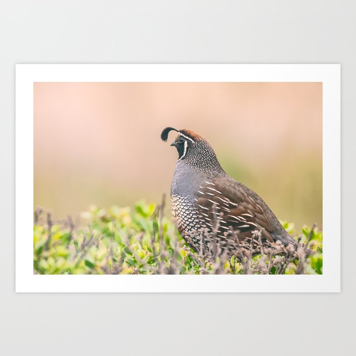 Art Print