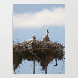 Baby Storks Photograph Poster