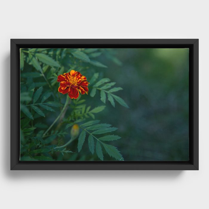 Flowers Tagetes Framed Canvas