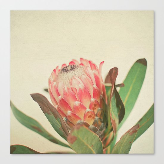 Pink Ice Canvas Print