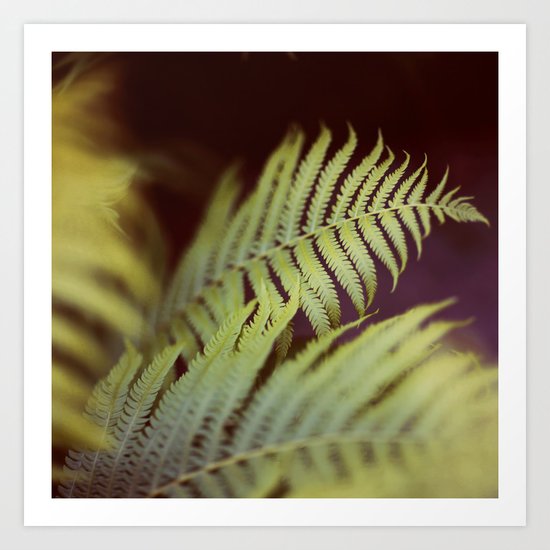 Fern 2 Art Print