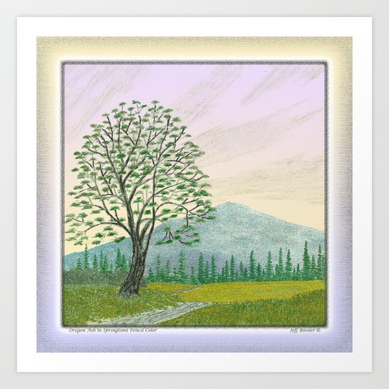 OREGON ASH TREE IN SPRINGTIME VINTAGE PENCIL COLOR DRAWING Art Print