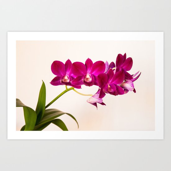 Orchid I Art Print