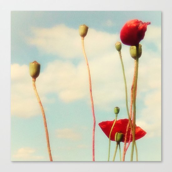 Lost Poppies Canvas Print