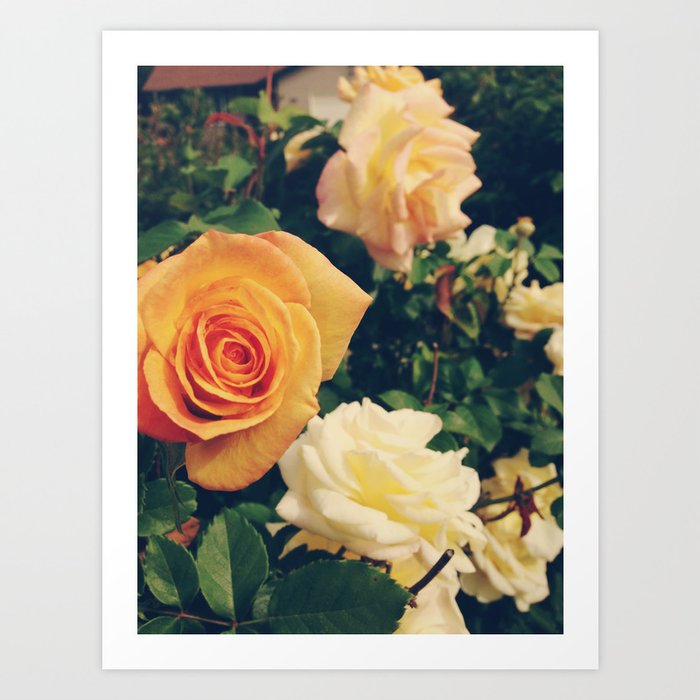 Spring Time Roses Art Print