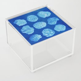 Fossil Corals Cyanotype Collection Acrylic Box