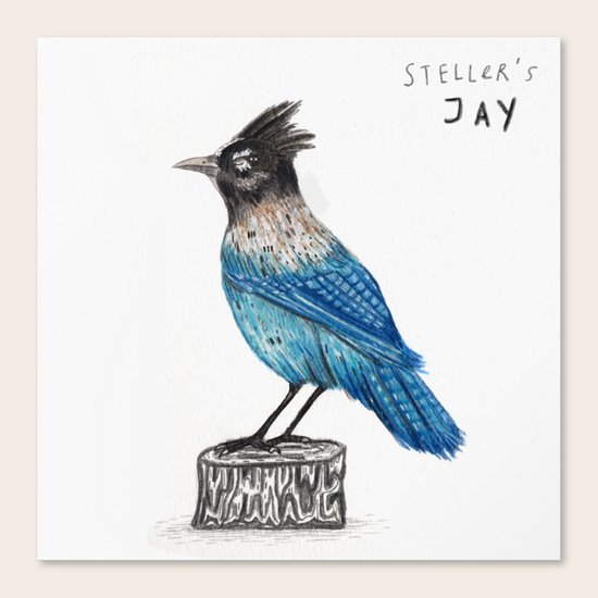 Steller's Jay Canvas Print