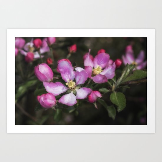 Pink Apple Blossoms Art Print
