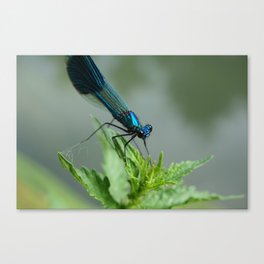 Blue dragonfly Canvas Print