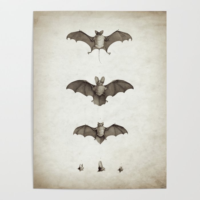 Halloween Bat Illustration Poster