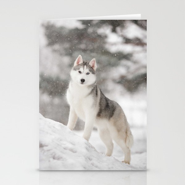 Siberian Husky Winter On Snow  Stationery Cards