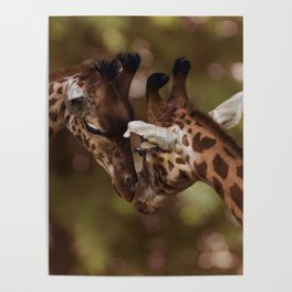 South Africa Photography - Two Giraffes Kissing Poster