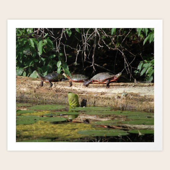 Turtles Art Print