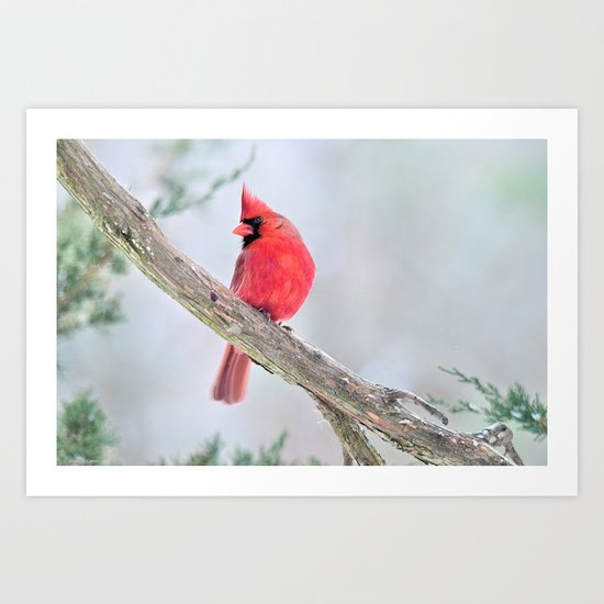 Cardinal: "Do You Hear What I Hear?" Art Print