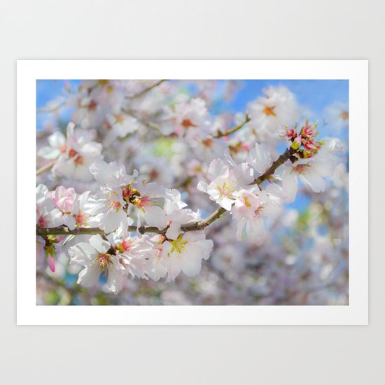 Cherry Blossoms Art Print