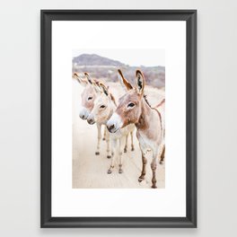 Three Donkeys in Baja, Mexico Framed Art Print