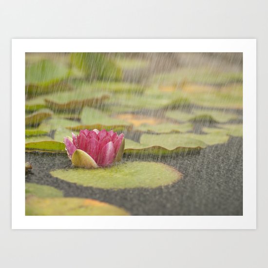 Water lily in the rain Art Print