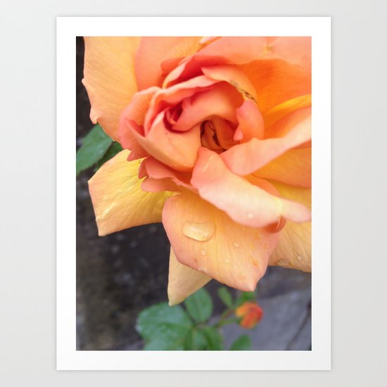 Orange Rose Art Print