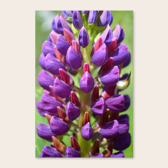 Lupine Canvas Print